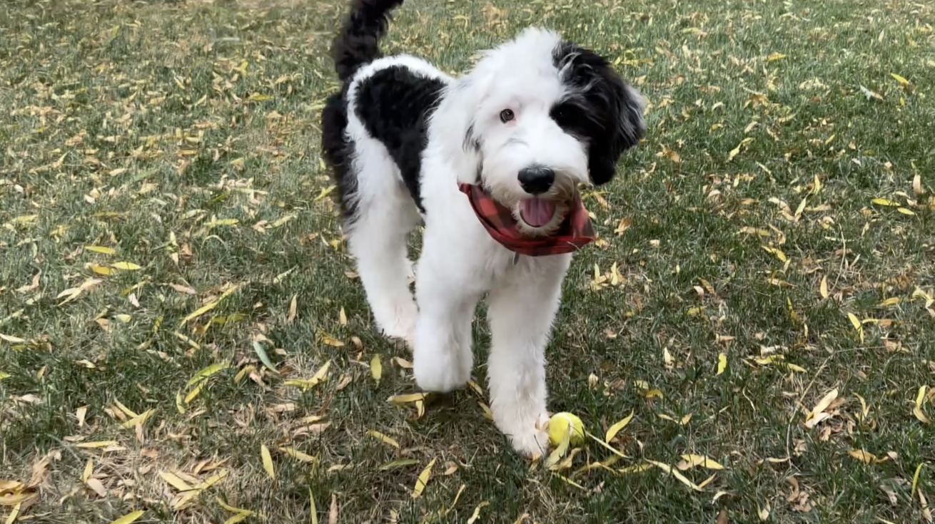 Falkor in the leaves